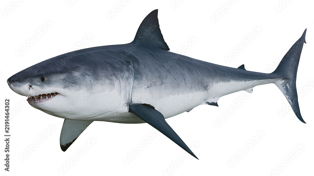 Obraz premium Great white shark swimming with open mouth showing sharp teeth