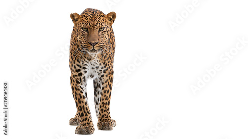 Canvas Print Full body portrait of a majestic leopard standing and looking forward