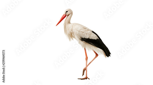 White stork with long red beak and black tipped wings standing in profile
