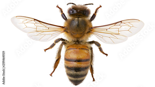 Bild auf Leinwand Detailed macro view of a honey bee with spread wings and fuzzy thorax