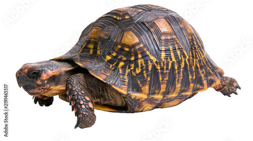 Принти на полотні Radiated tortoise with detailed patterned shell and textured skin