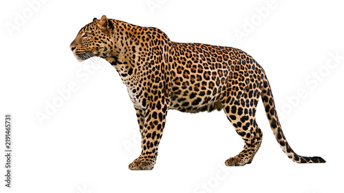 Canvas Print Full body profile view of a standing leopard with spotted fur pattern