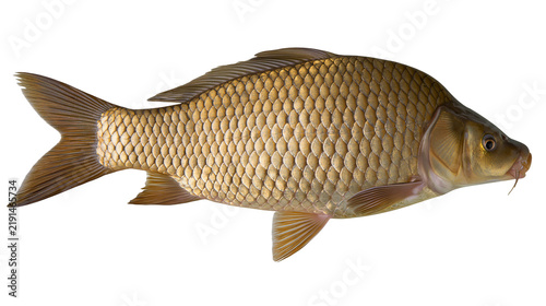 Fotografía Common carp fish with golden scales and fins
