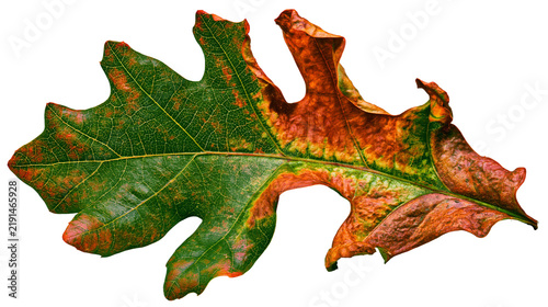Multicolor autumn oak leaf with green and orange veins and textured surface