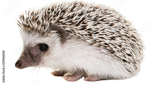Fotografía Small African pygmy hedgehog with white and brown spiky quills