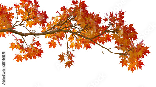 Vibrant red and orange autumn maple tree branch with colorful fall foliage