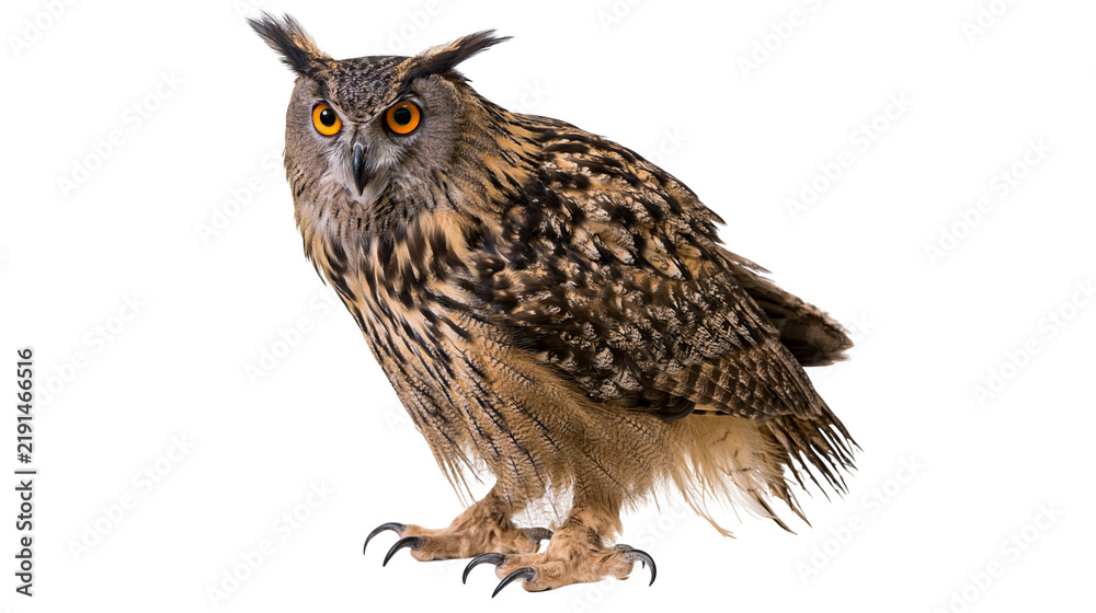 Obraz premium Eurasian eagle owl with orange eyes and brown patterned feathers