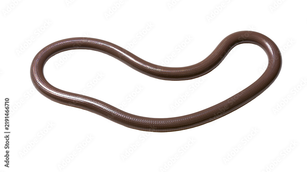 Fototapeta premium Brown smooth snake coiled in a curved shape