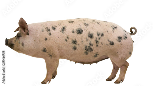Fotografía Spotted pink and black pig standing in profile