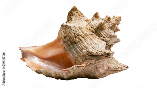 Foto Textured beige marine conch shell with smooth peach colored interior opening