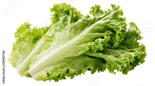 Foto Fresh vibrant green curly lettuce leaves with ruffled edges