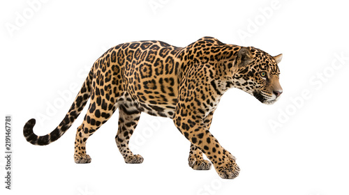 Canvas Print Spotted jaguar walking with muscular body and intense gaze