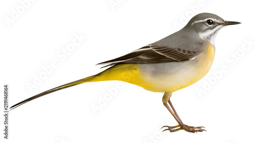 Fotografie Grey wagtail bird with yellow underparts and long tail standing in profile