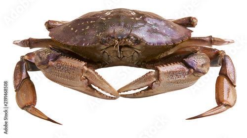 Fotografie Brown Dungeness crab with large claws and textured shell