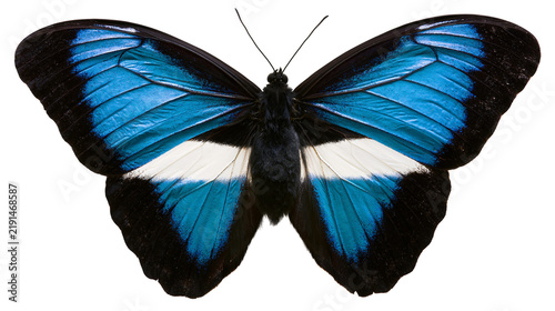 Fotografie Vibrant blue and black Morpho butterfly with white wing bands