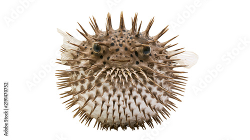 Fotografie Spiky brown pufferfish with sharp spines and dark spots