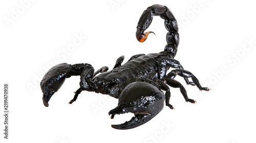 фотографія Glossy black emperor scorpion with large pincers and curved venomous tail stinge