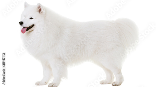 Cuadro en lienzo Fluffy white Samoyed dog standing with tongue out