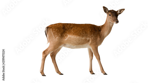 Bild auf Leinwand Young brown fallow deer standing in profile view