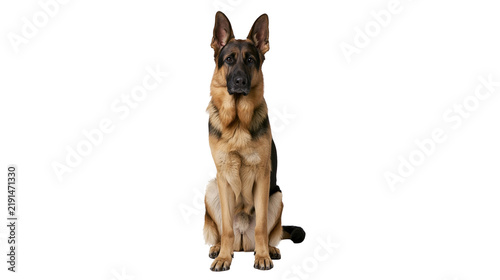 Quadro su tela Alert German Shepherd dog sitting and looking forward