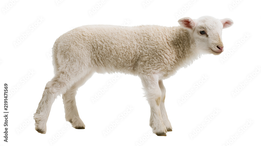 Fototapeta premium Young fluffy white lamb standing in profile