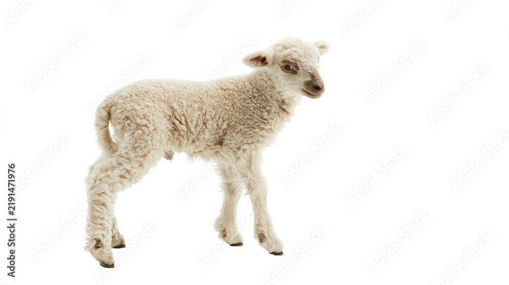 Fototapeta premium Young fluffy white lamb standing and looking to the side