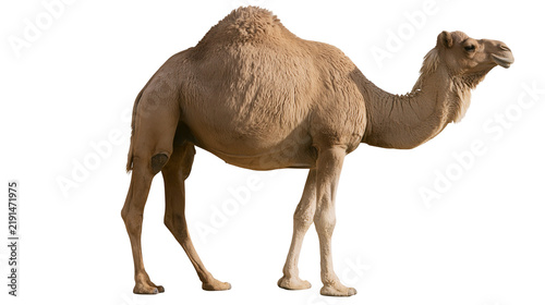фотографія Full body side view of a brown dromedary camel standing