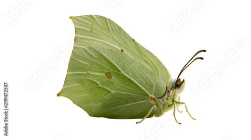 Foto Pale green brimstone butterfly with folded wings and delicate antennae
