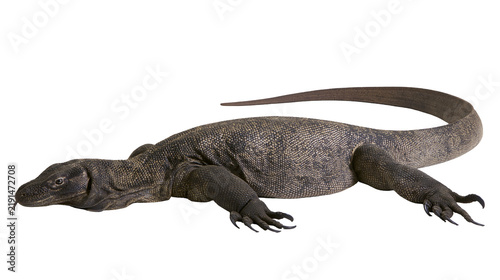 Fotografie Large Komodo dragon lizard with textured dark brown skin and long tail