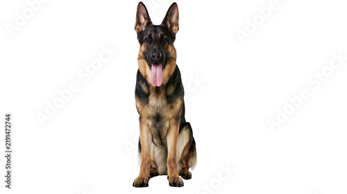 Obraz na płótnie German Shepherd dog sitting with tongue out looking forward