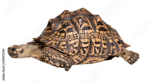 Принти на полотні Radiated tortoise with detailed geometric shell patterns and textured skin
