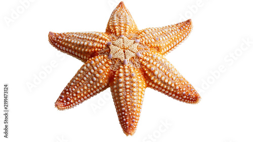 Bild auf Leinwand Orange spiny starfish with textured bumpy surface and five symmetrical arms