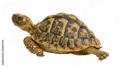 Fotografie Leopard tortoise with patterned brown and yellow shell walking