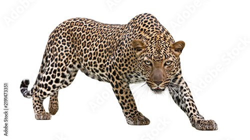 Canvas Print Stalking leopard with intense gaze and spotted fur pattern
