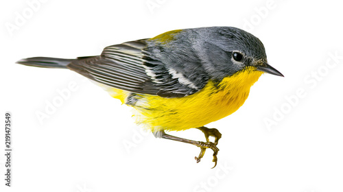 Magnolia warbler bird with grey head and bright yellow breast plumage