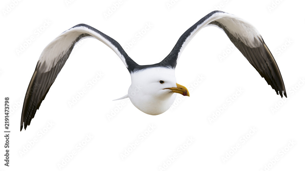 Fototapeta premium Kelp gull flying with spread wings and yellow beak