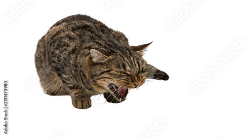 фотографія Aggressive brown tabby cat hissing with bared teeth and flattened ears