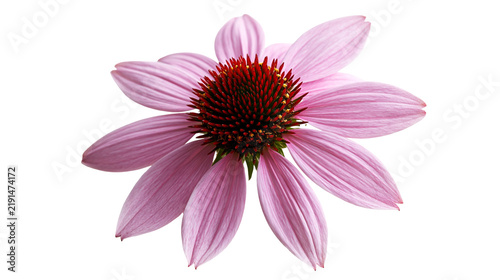 Foto Single purple coneflower blossom with a dark spiky center and drooping petals