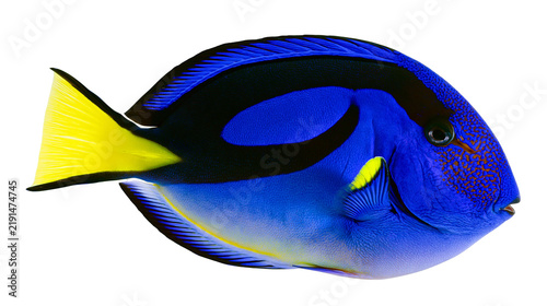 Cuadro en lienzo Vibrant blue regal tang fish with black markings and bright yellow tail fin