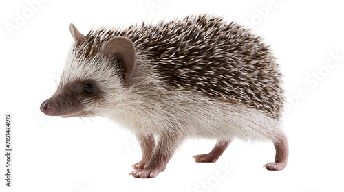 Obraz na płótnie Small African pygmy hedgehog standing with brown and white spiky quills