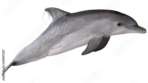 Photography Bottlenose dolphin swimming with wet skin and dorsal fin splashing water