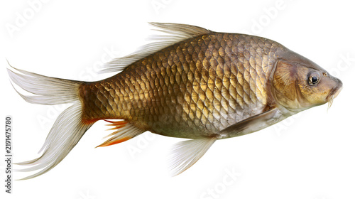 Bild auf Leinwand Golden common carp fish with shiny scales and translucent fins
