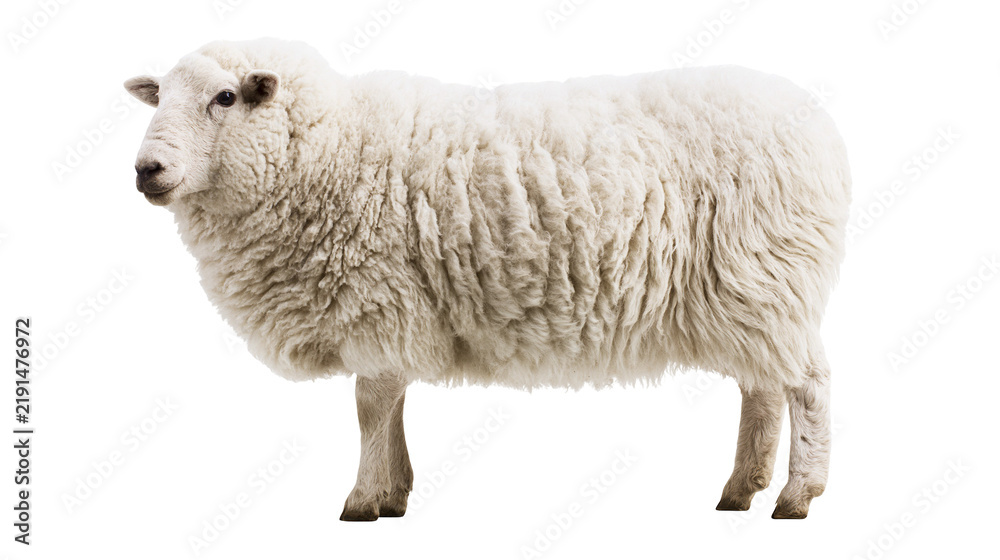Fototapeta premium Fluffy white sheep standing in profile view with thick woolly coat