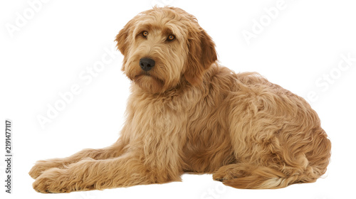 Fotografie Golden brown Labradoodle dog lying down with curly fur and attentive eyes