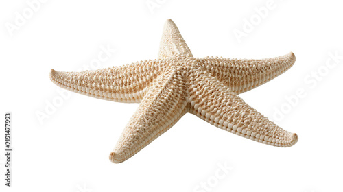 Obraz na plátně Textured beige starfish with five arms and bumpy surface detail