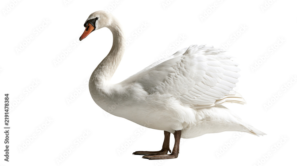 Fototapeta premium Graceful white mute swan with orange beak and arched neck standing