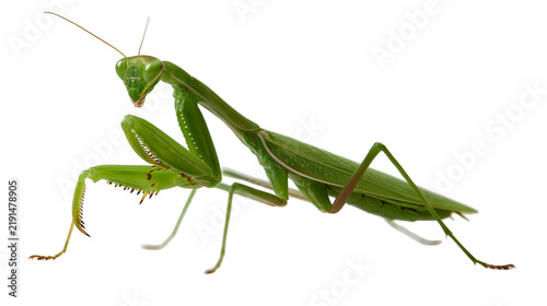 Принти на полотні Bright green praying mantis insect with long antennae and spiky raptorial legs
