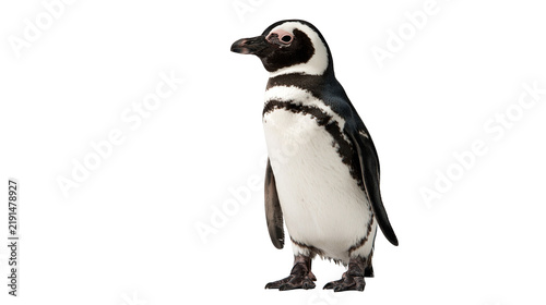 Fotografía Magellanic penguin standing in profile with black and white plumage