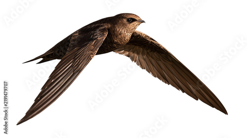 Cuadro en lienzo Common swift bird in flight with dark brown feathers and long pointed wings