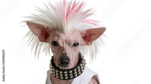 Foto Hairless Chinese Crested dog with pink mohawk hairstyle and spiked leather colla